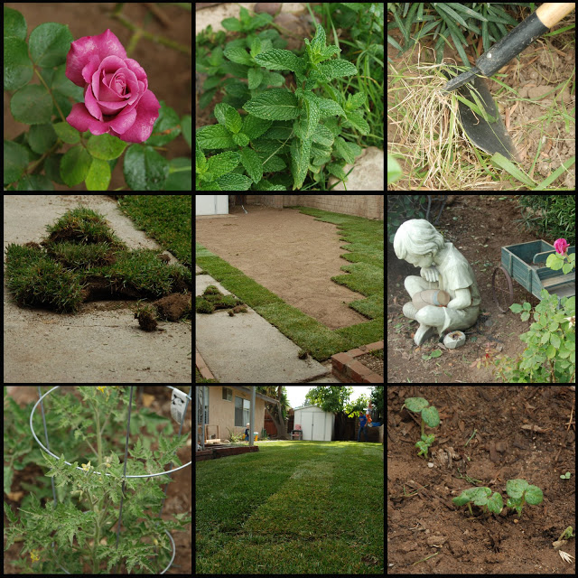 You are currently viewing Yard work