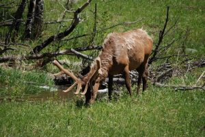 Read more about the article Elk ! WE SAW some!