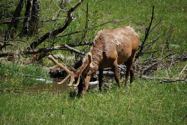 You are currently viewing Elk ! WE SAW some!