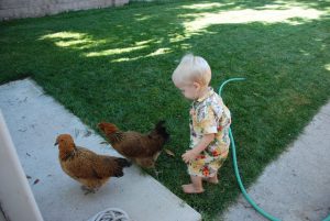 Read more about the article Chickens with our 20 month old
