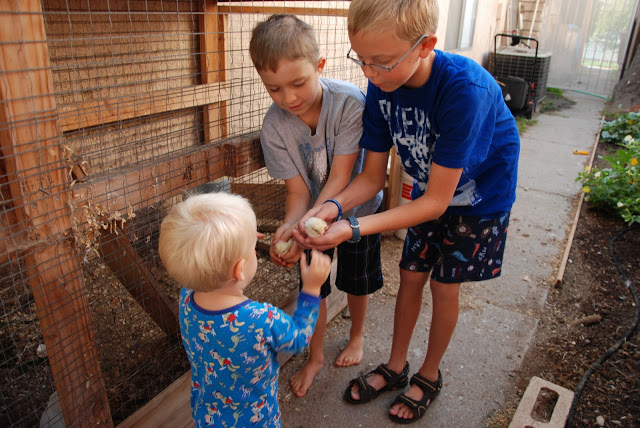 You are currently viewing TWO baby chicks now!