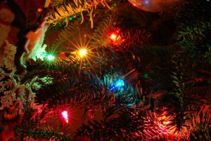 Read more about the article Tree Time