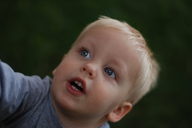 You are currently viewing Dinosaurs in our back yard? Really?