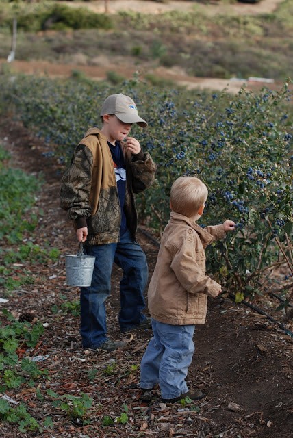 Read more about the article Blueberry Picking day