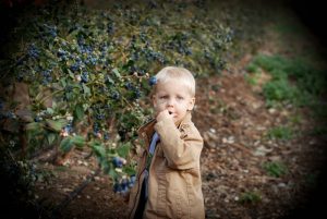 Read more about the article Look at all those blueberries