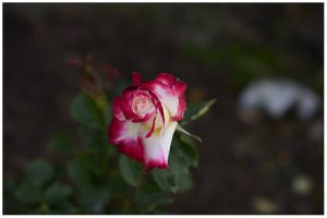 Read more about the article Roses