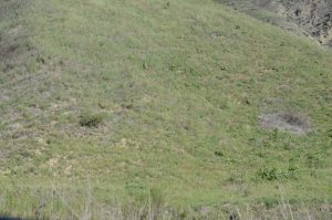 Read more about the article Flower picking