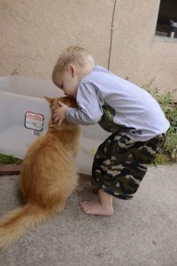 Read more about the article Kitty Love