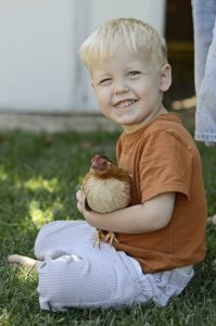 Read more about the article Chicken Business