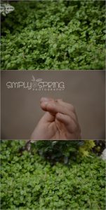 Read more about the article Praying Mantis Egg sack hatched