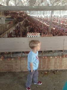 Read more about the article Chicken farm