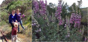 Read more about the article Wild Flower Lupin picking