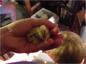Read more about the article Quail hatch