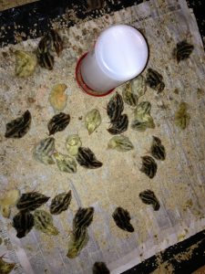 Read more about the article Baby Quail born on Easter