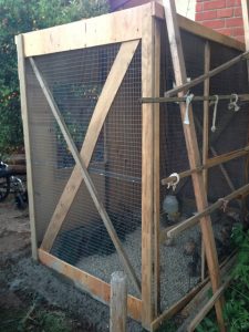 Read more about the article Quails are getting big!!