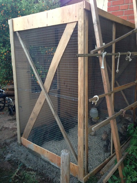 Read more about the article Quails are getting big!!