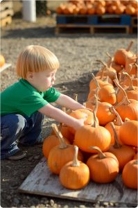 Read more about the article Picking out pumpkins