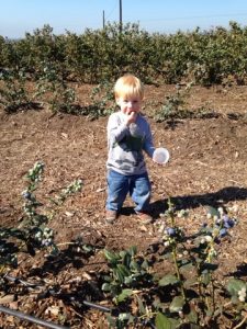 Read more about the article Blueberry picking