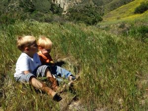 Read more about the article Lupin picking day two