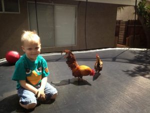 Read more about the article Chicken on Trampoline