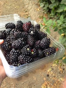 Read more about the article Berry picking.
