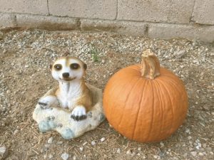 Read more about the article Luke wanted to get Pop a pumpkin