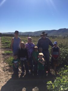 Read more about the article Blueberry picking