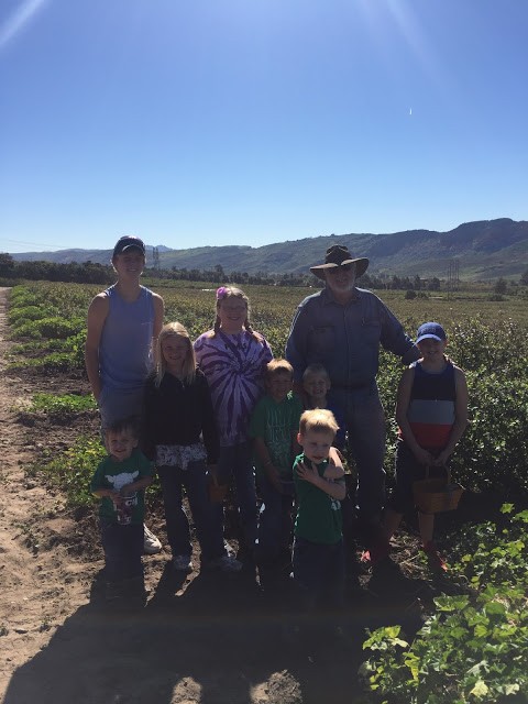 Read more about the article Blueberry picking