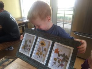 Read more about the article Pressed flowers