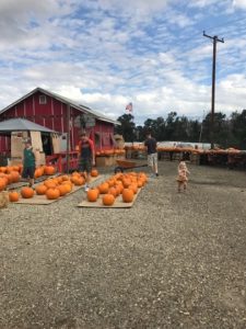 Read more about the article Pumpkins