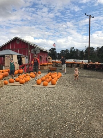 Read more about the article Pumpkins