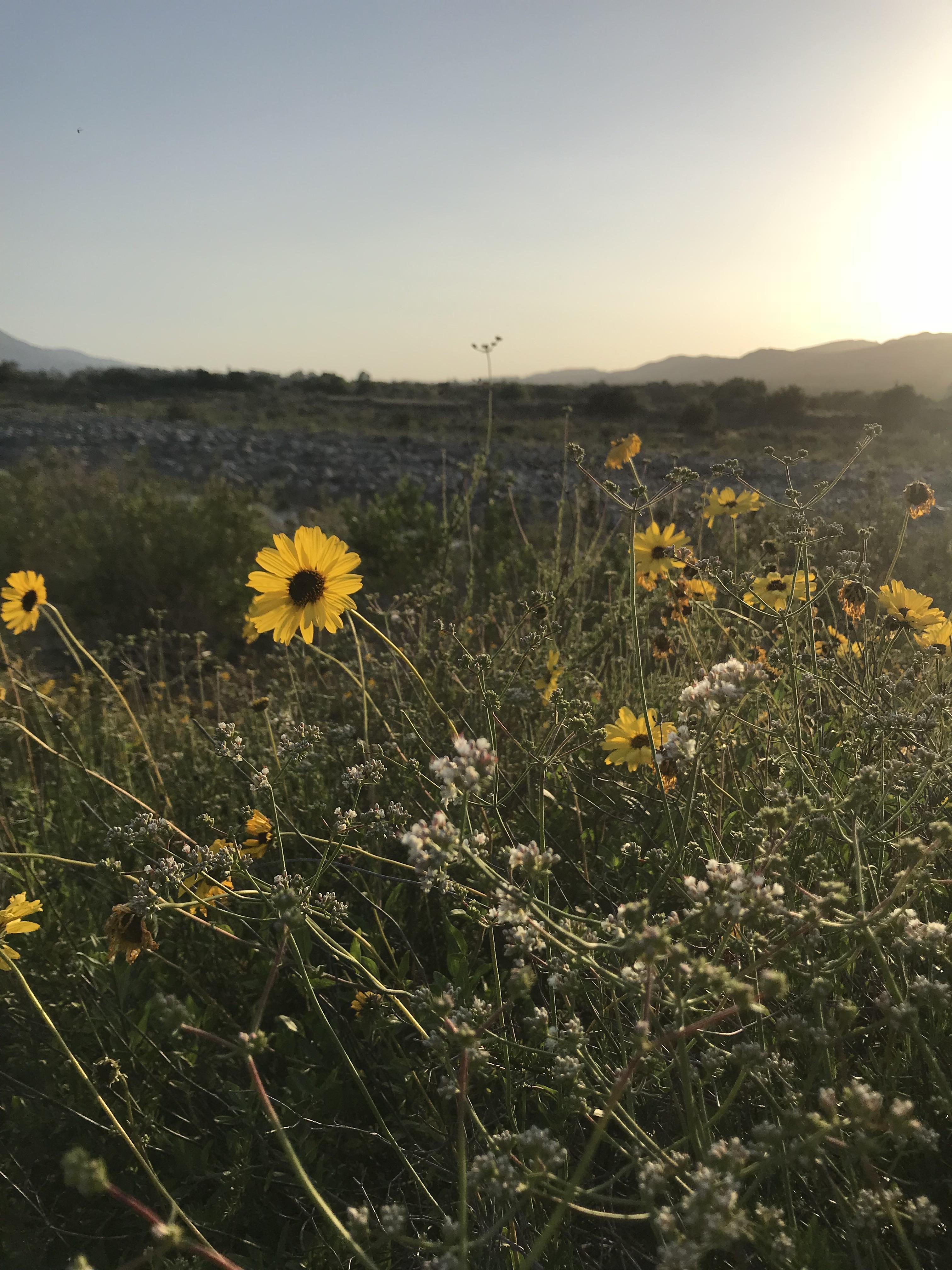 Read more about the article Devotions